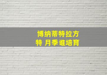 博纳蒂特拉方特 月季谁培育